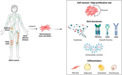 Role of MSC‐derived small extracellular vesicles in tissue repair and regeneration